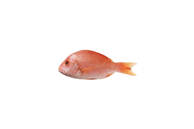 barbun