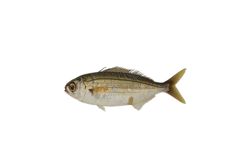 kupez