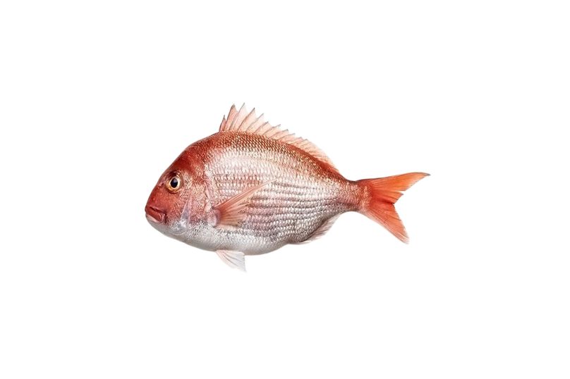mercan