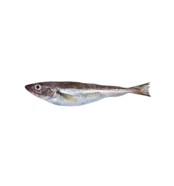 mezgit