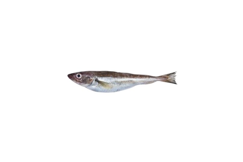 mezgit